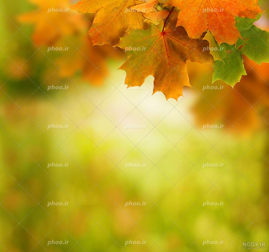 عکس پاییزی غمگین عکس پاییزی غمگین