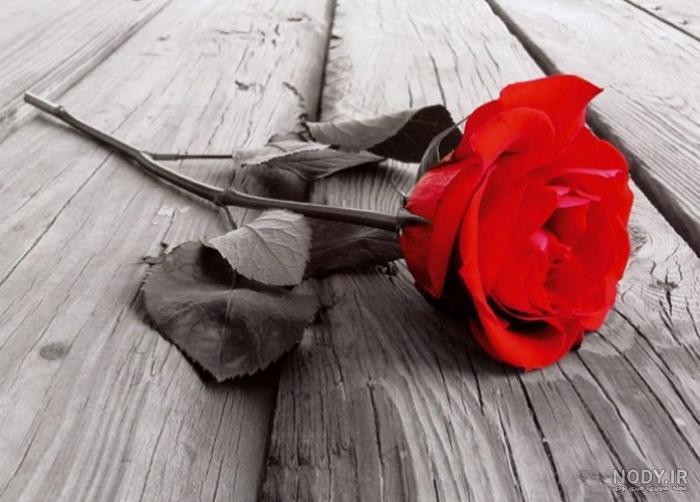 عکس پروفایل گل رز عکس پروفایل گل رز
