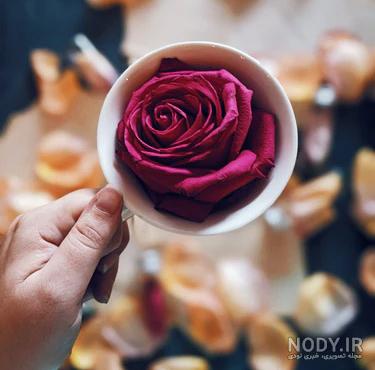 عکس گل رز زرد عکس گل رز زرد
