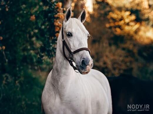 مدل عکس اسپرت با اسب