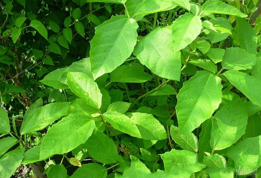 نام گیاه چشم زخم نام گیاه چشم زخم