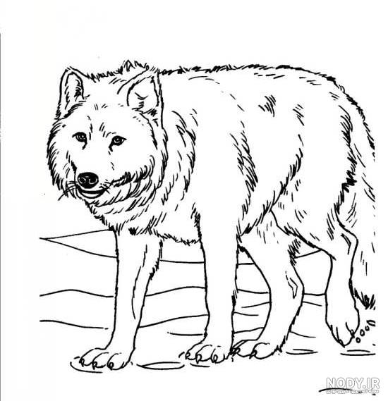 نقاشی گرگ با مداد رنگی