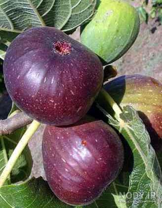 چگونه از دانه های کرچک روغن بگیریم چگونه از دانه های کرچک روغن بگیریم