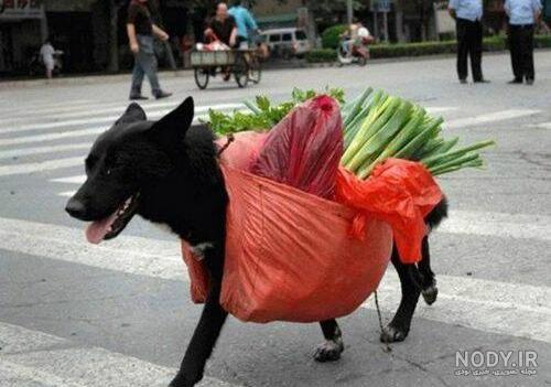 عکس دهاتی خنده دار