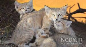 عکس نوشته گربه عکس نوشته گربه