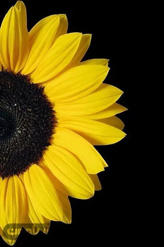 عکس زرد کیوت