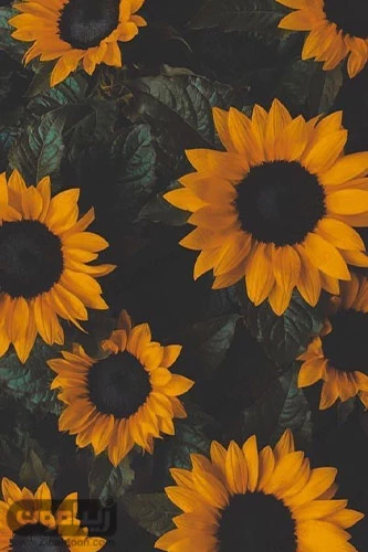 عکس زرد کیوت