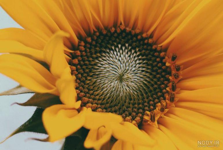  عکس پس زمینه زرد دخترانه