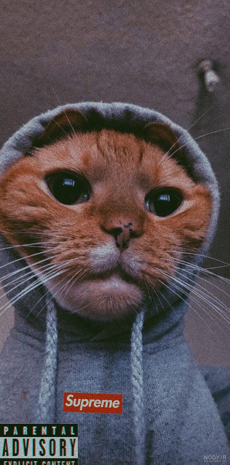 بک گراند سگ بک گراند سگ
