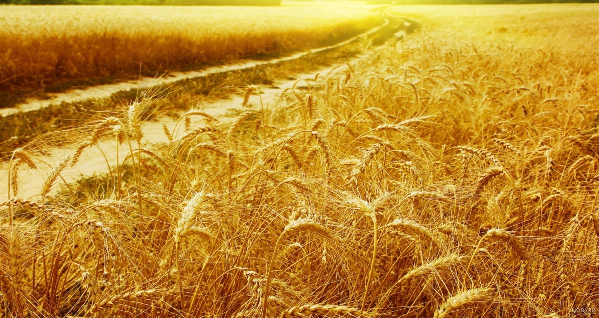 دانلود عکس گندم زار سبز دانلود عکس گندم زار سبز