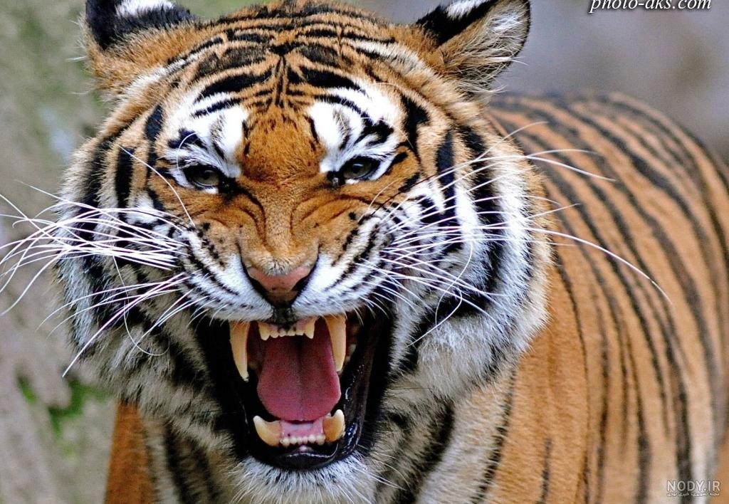 عکس ببر طلایی