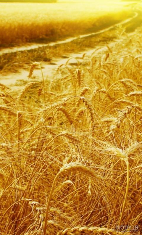 عکس مزرعه گندم سبز عکس مزرعه گندم سبز