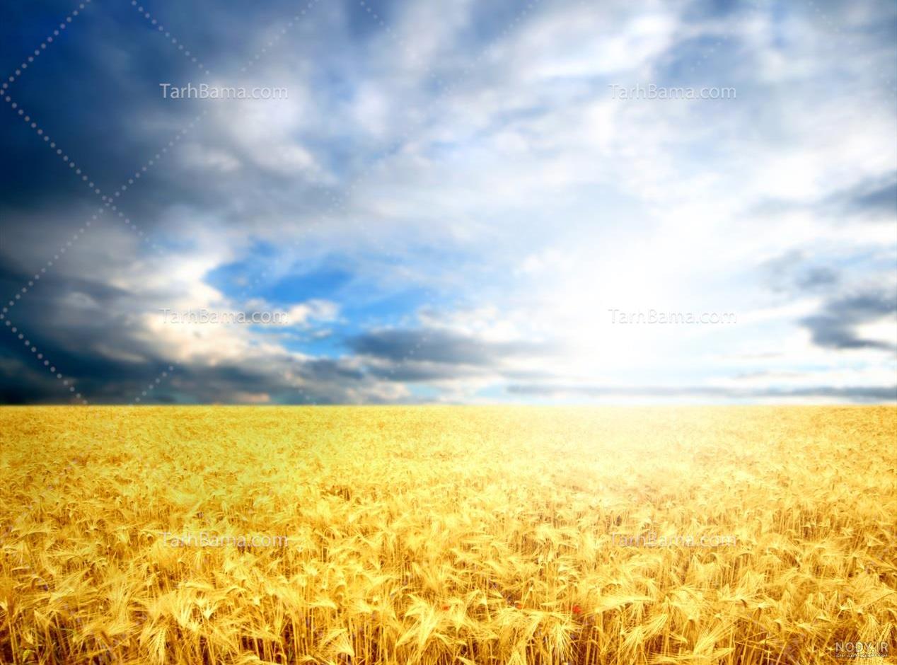 عکس نوشته گندم زار