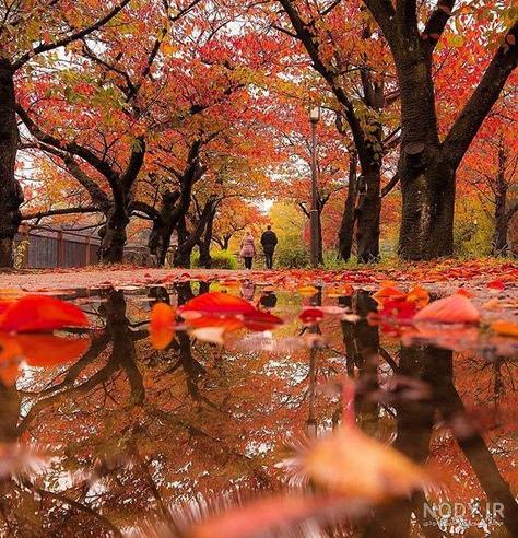 عکس پاییز بارانی