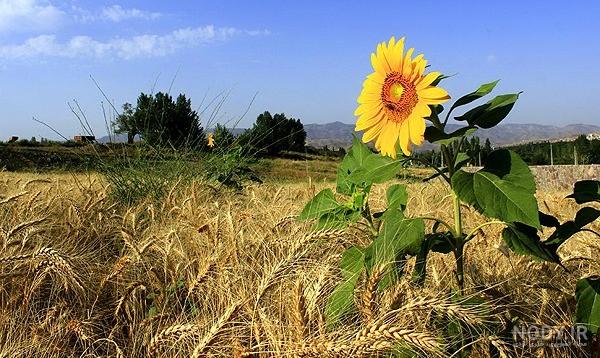 عکس گندم زار با آسمان