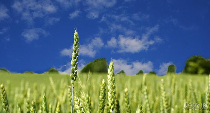 عکس گندم زار برای صفحه گوشی