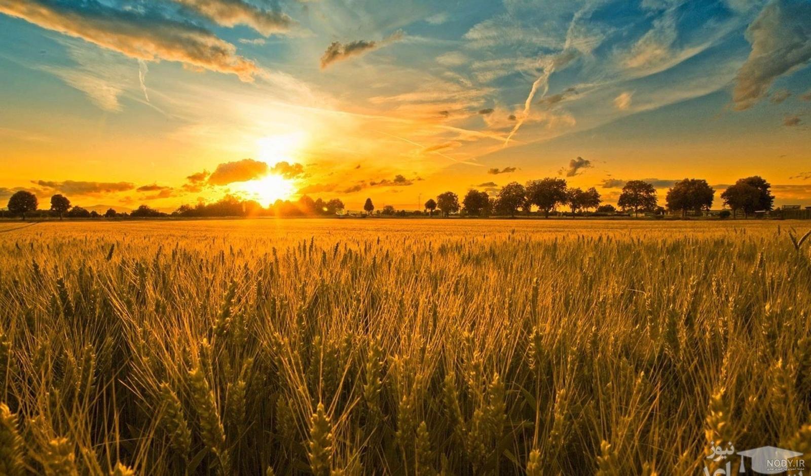 عکس گندم زار سبز