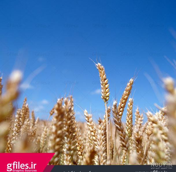 عکس گندم زار طلایی عکس گندم زار طلایی