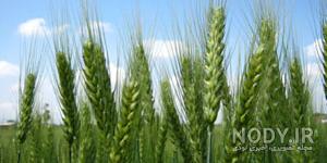 عکس گندم زار طلایی