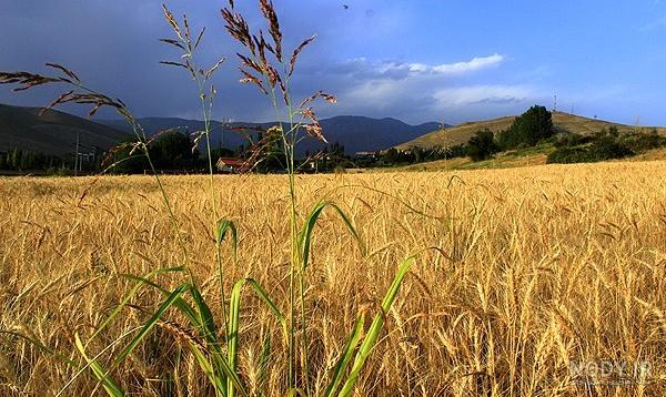 عکس گندم زار طلایی