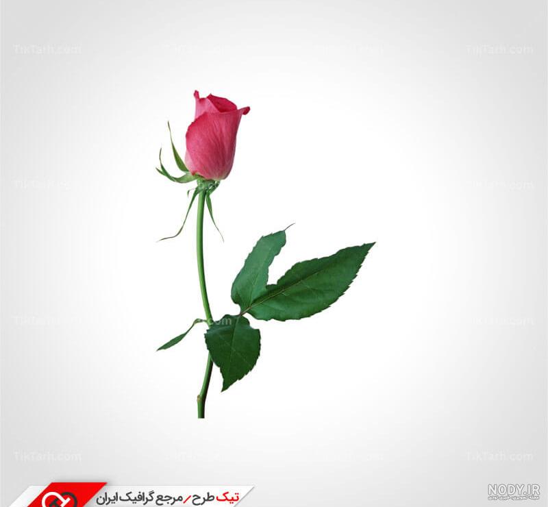 قاب عکس گل زیبا