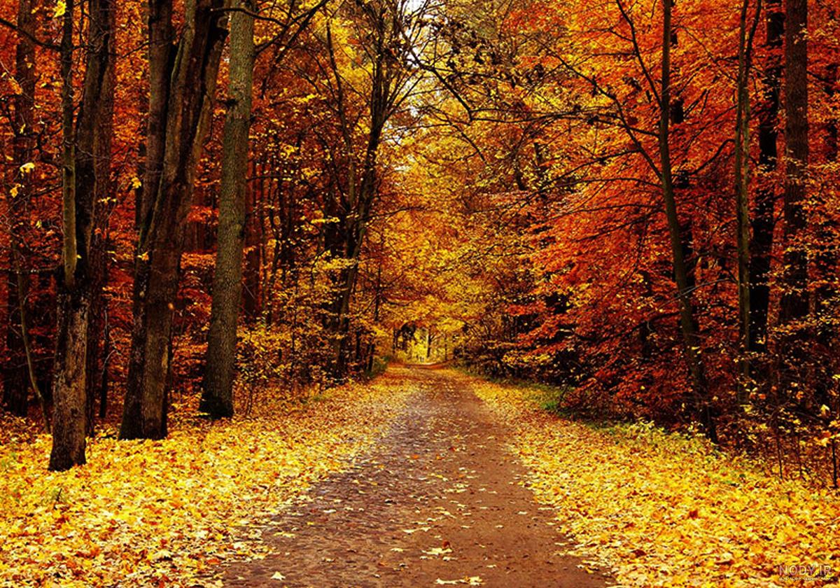 عکس طبیعت پاییزی با کیفیت بالا