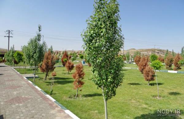 بید قرمز تزئینی بید قرمز تزئینی