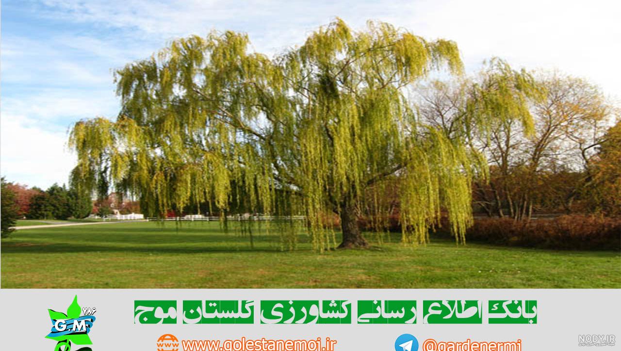 تفاوت بید لیلی و مجنون تفاوت بید لیلی و مجنون