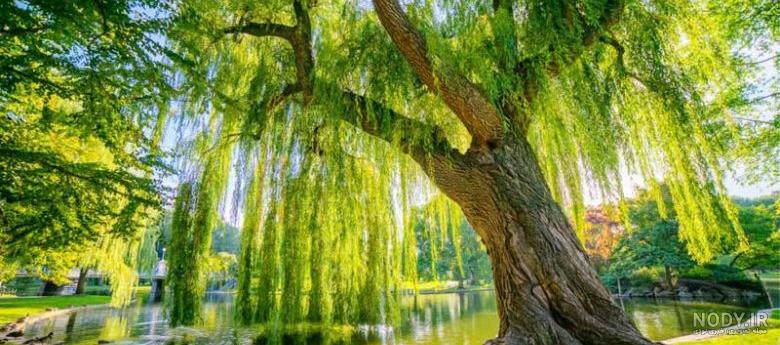 جابجایی درخت بید مجنون جابجایی درخت بید مجنون