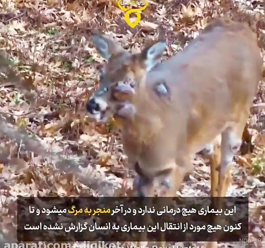 دختر زامبی تهران
