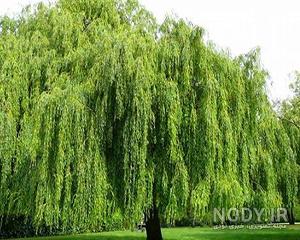 درخت بید زرد درخت بید زرد
