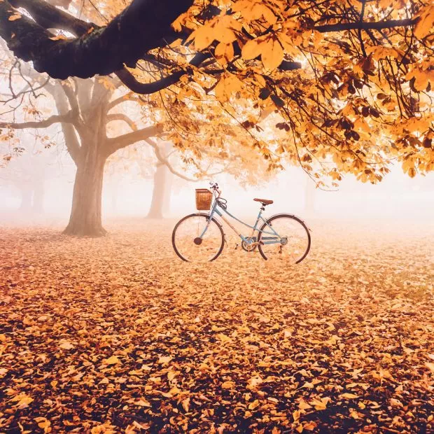 زیباترین عکس پاییزی دنیا