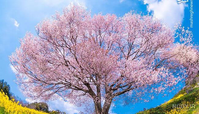 طبیعت ژاپن در فصل بهار