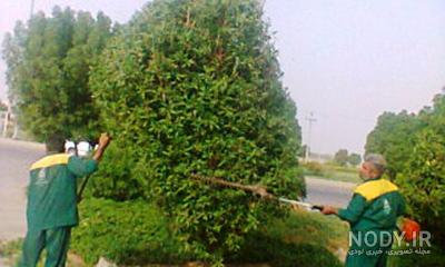عکس درخت بید لیلی عکس درخت بید لیلی