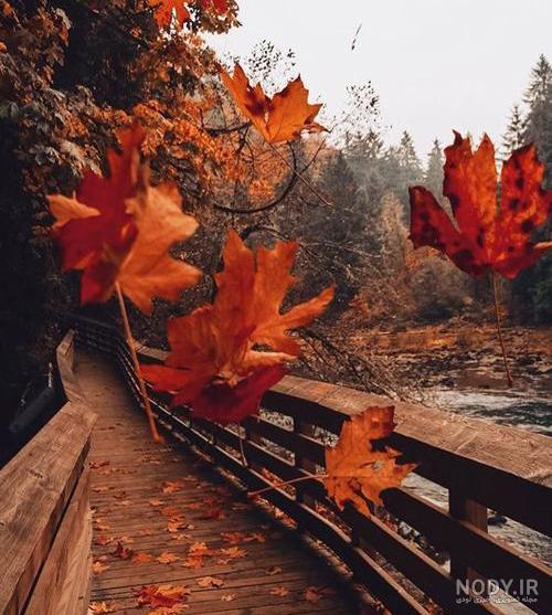 عکس غروب پاییز برای پروفایل عکس غروب پاییز برای پروفایل