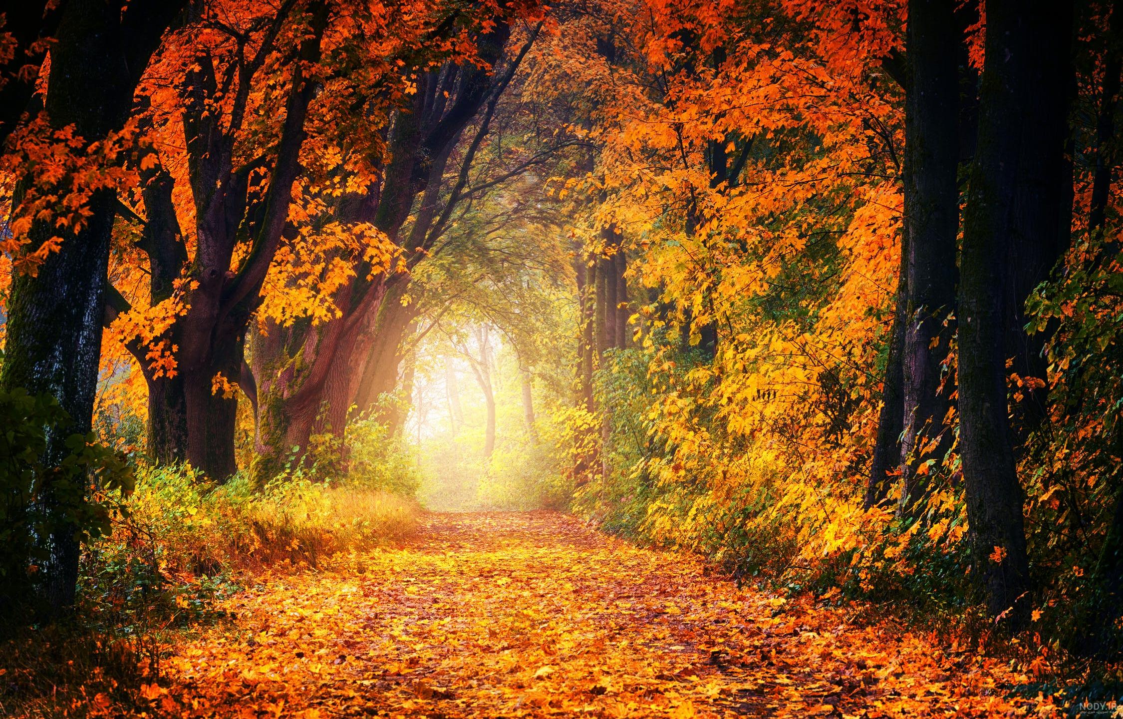 عکس فصل پاییز