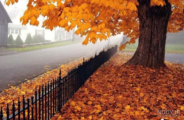 عکس پاییز برای پروفایل واتساپ