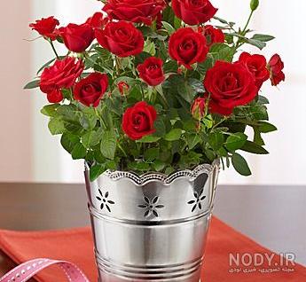 عکس گل در گلدان شیشه ای عکس گل در گلدان شیشه ای