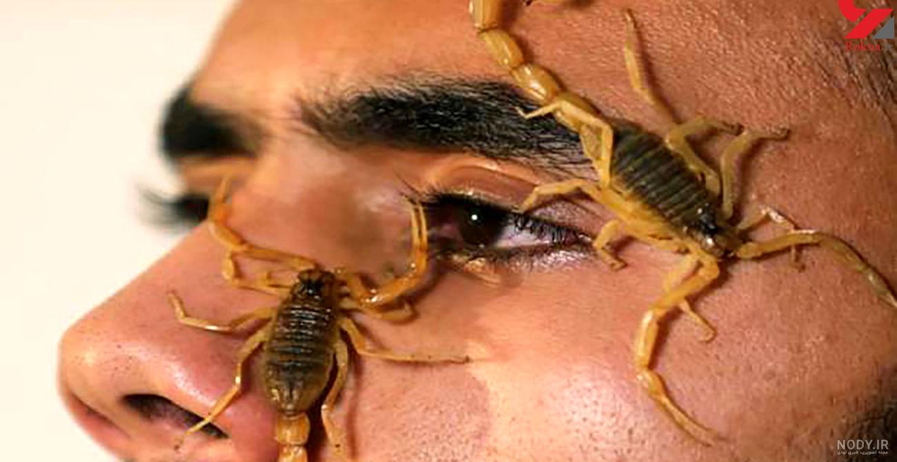 فواید نیش عقرب فواید نیش عقرب