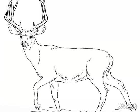 نقاشی کله گوزن نقاشی کله گوزن