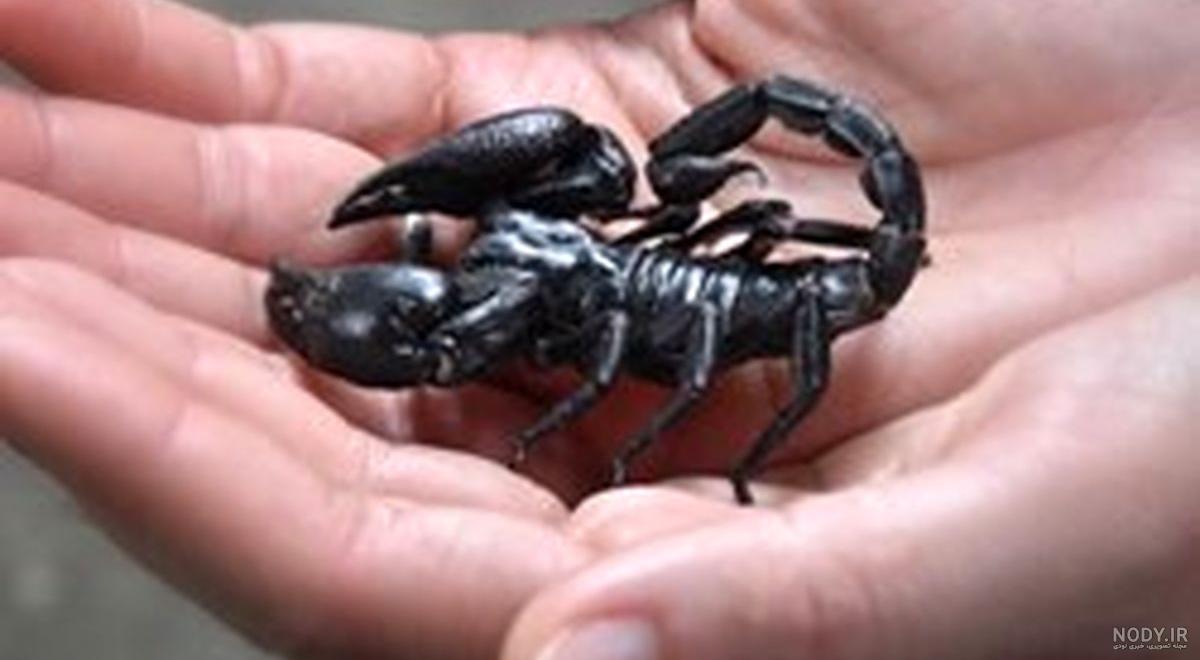 نیش بچه عقرب نیش بچه عقرب