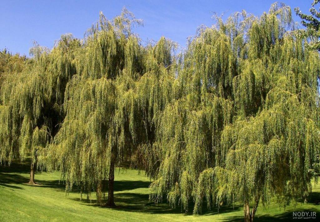 چرا به درخت بید مجنون میگویند چرا به درخت بید مجنون میگویند
