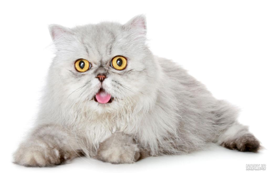 گربه پرشین عروسکی