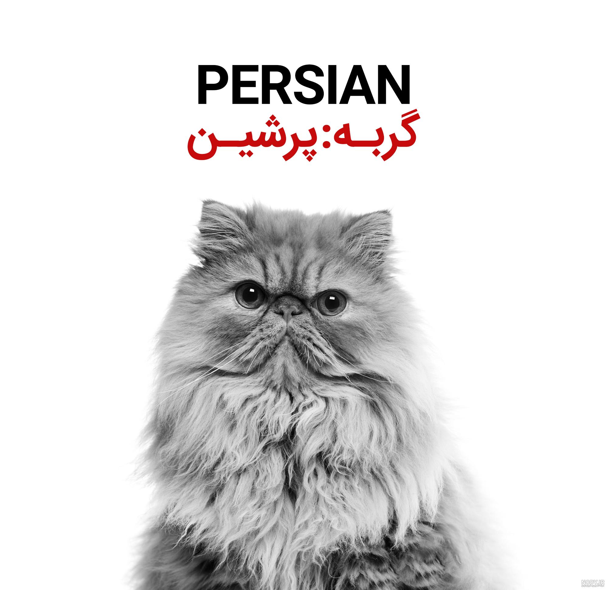 گربه پرشین عروسکی دیوار