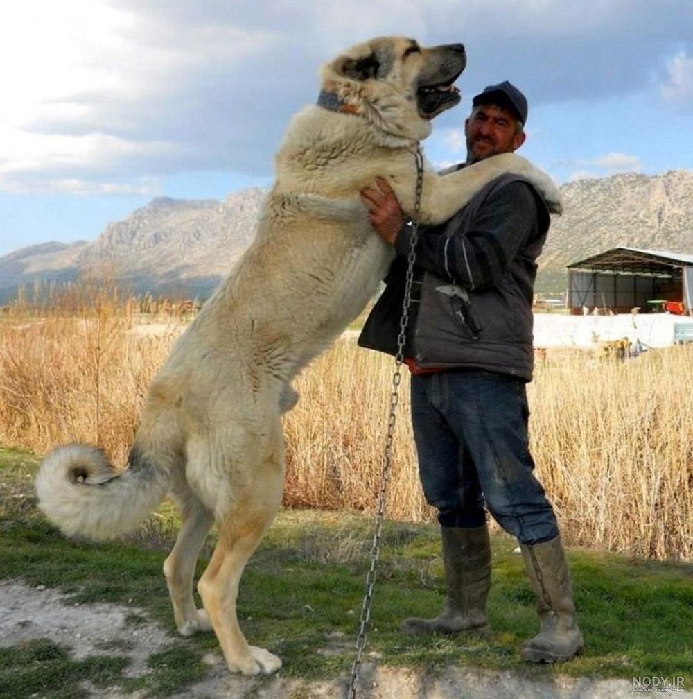 توله سگ ژرمن ارزان قیمت