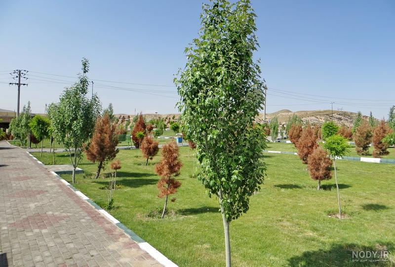 زمان قلمه زدن درخت زمان قلمه زدن درخت