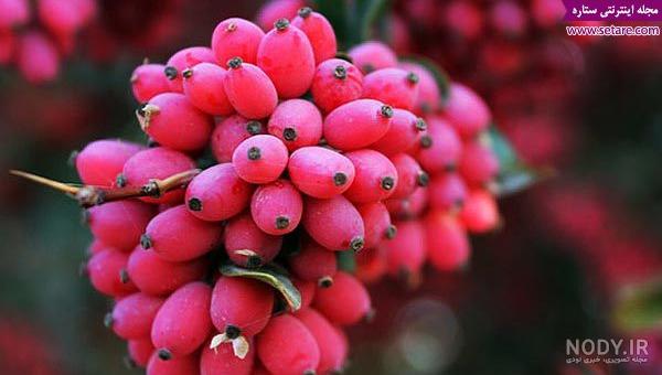 طرز مصرف زرشک کوهی