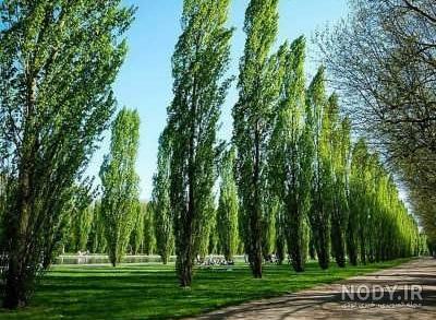 علت خشک شدن درخت تبریزی علت خشک شدن درخت تبریزی