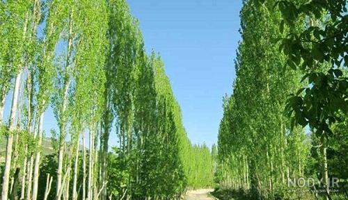 علت زرد شدن برگ درخت تبریزی علت زرد شدن برگ درخت تبریزی