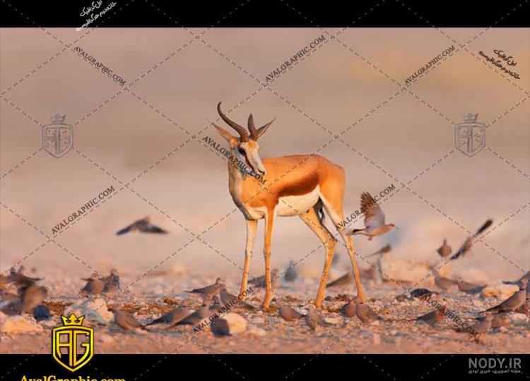عکس آهوی ماده عکس آهوی ماده